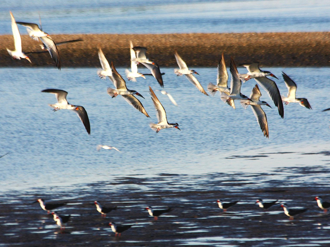 Lower Suwannee National Wildlife Refuge景点图片
