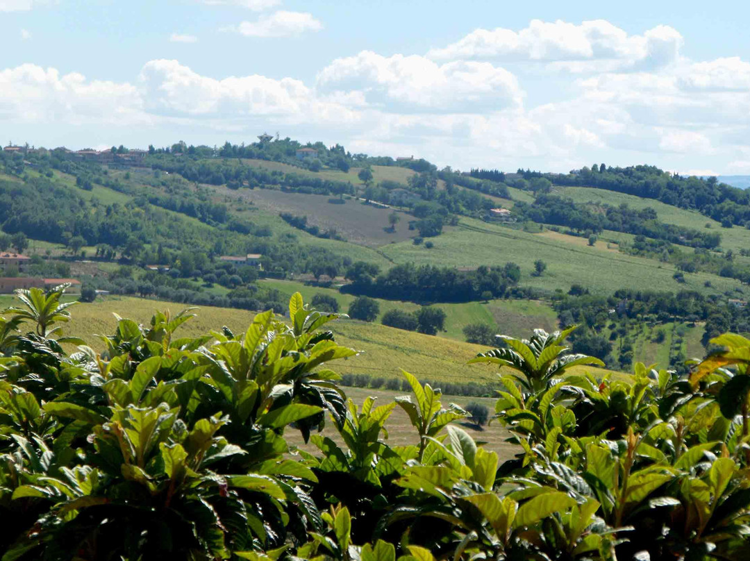 Il Vecchio Nespolo