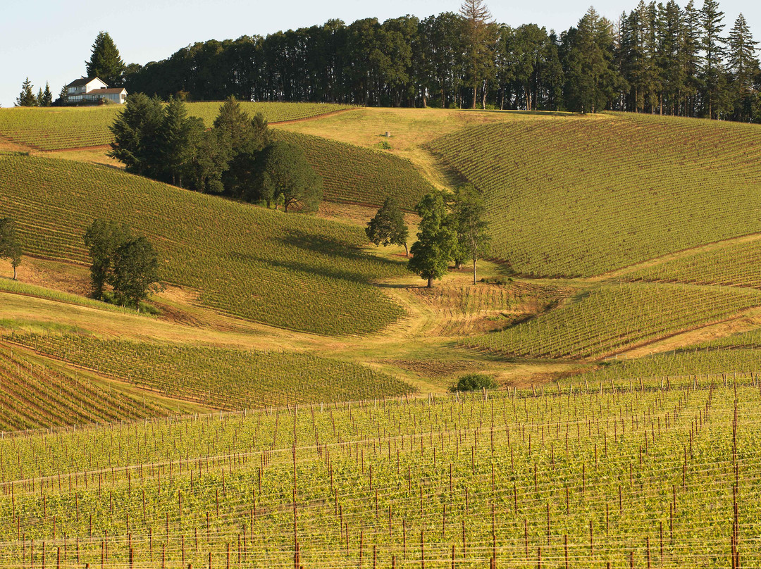 Hyland Estates Winery-Dundee必去景点