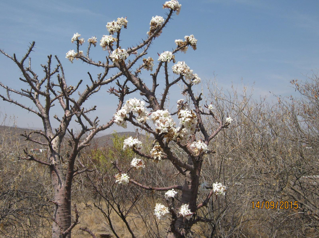 National Botanic Garden of Namibia-温德和克必去景点