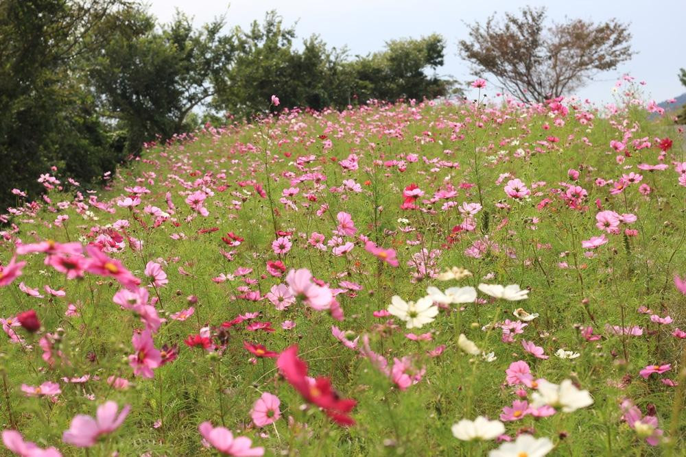 Washigamine Cosmos Park景点图片