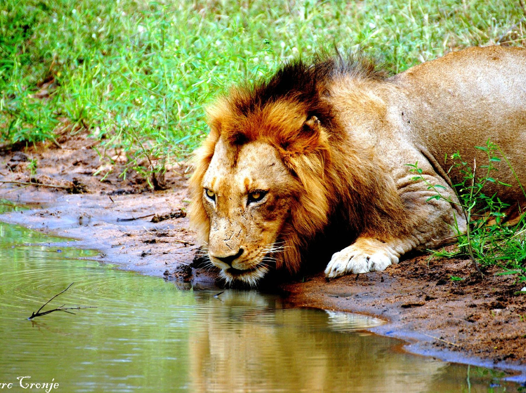 Kruger Flexi Tours - Day Tours-尼斯普鲁特必去景点