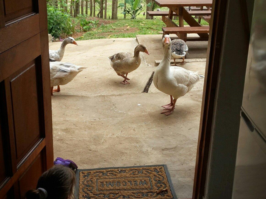 Cheese Farm & Lodge-Mtubatuba必去景点