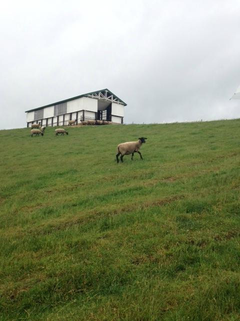 World Sheep Museum-士别市必去景点