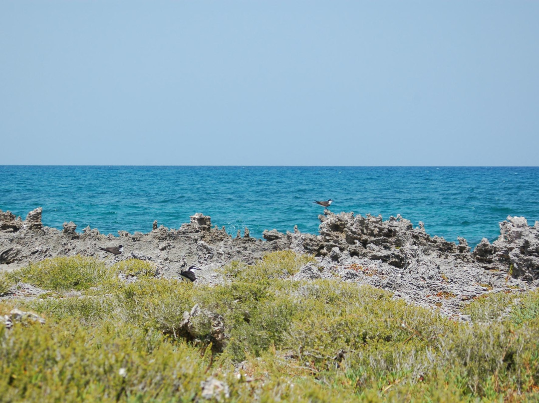 Peterson Cay-弗里波特必去景点