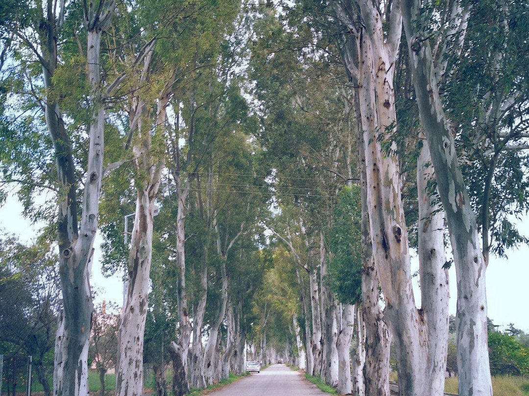 Eucalyptus Alley景点图片