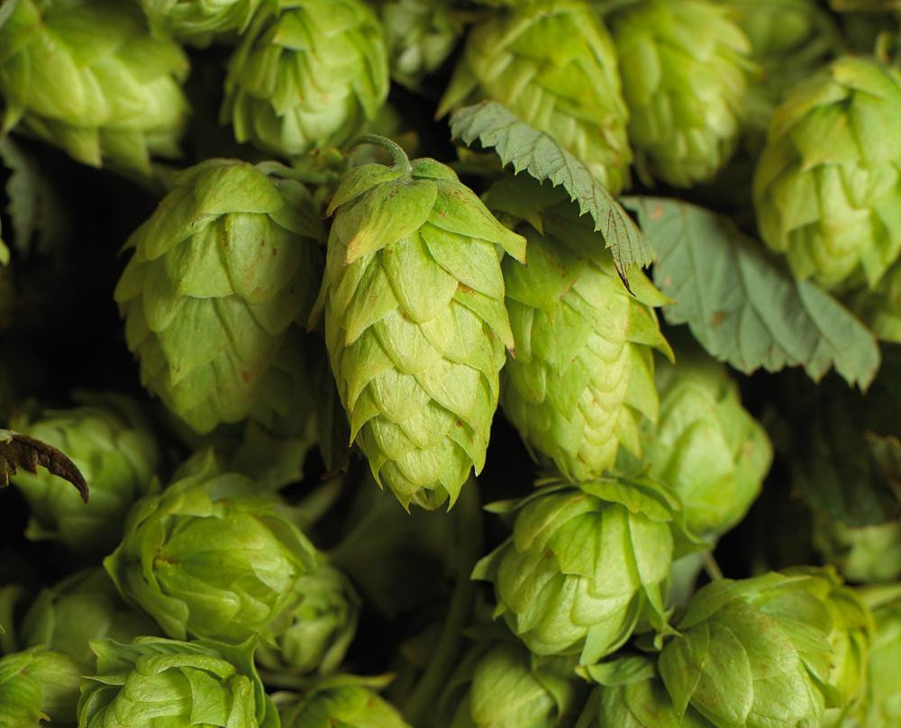 Charlotte Brew Tours-夏洛特必去景点