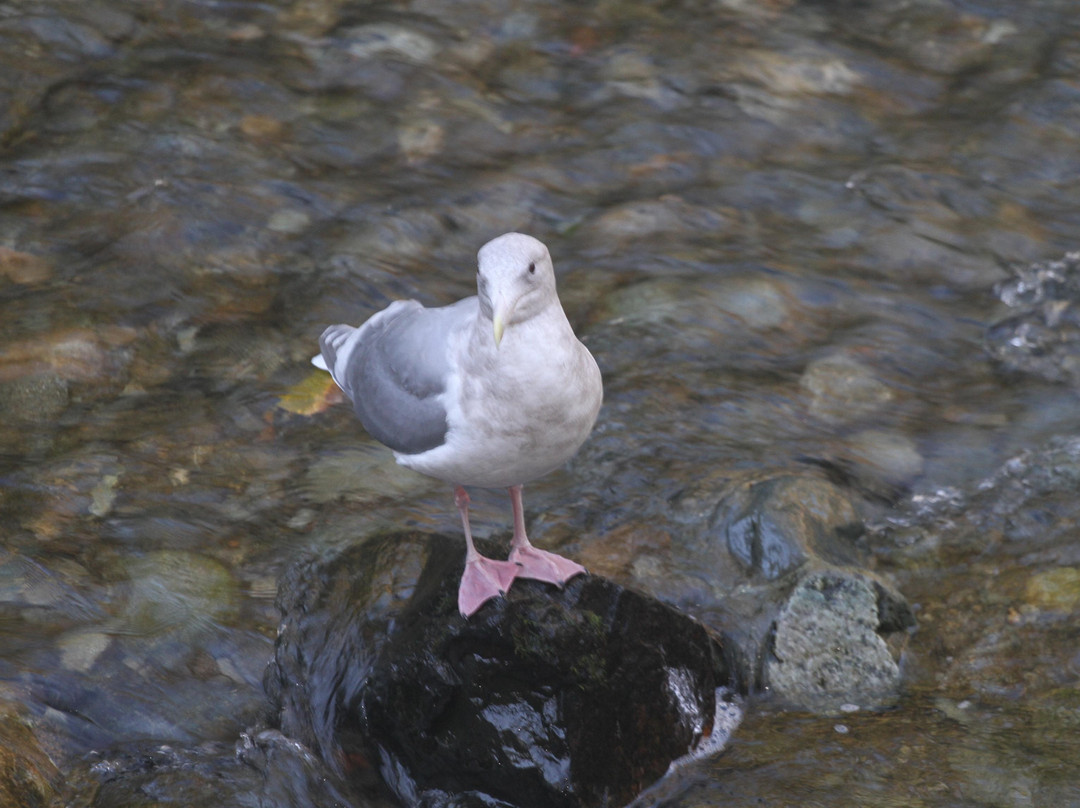 Goldstream Provincial Park景点图片
