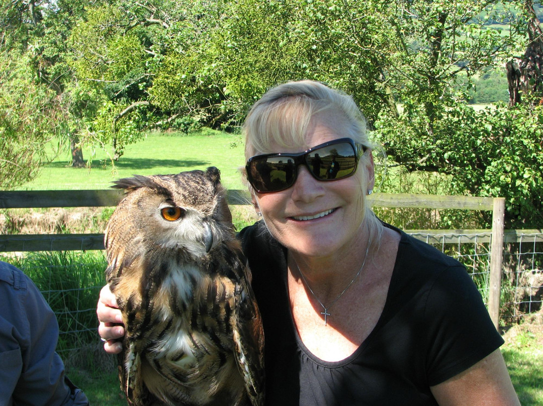 Black Mountains Falconry Centre景点图片