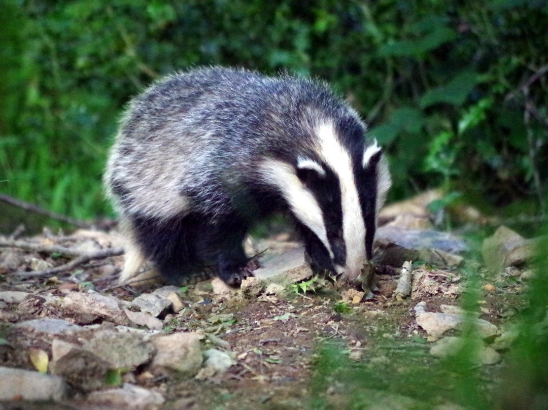 Devon Badger Watch-蒂弗顿必去景点