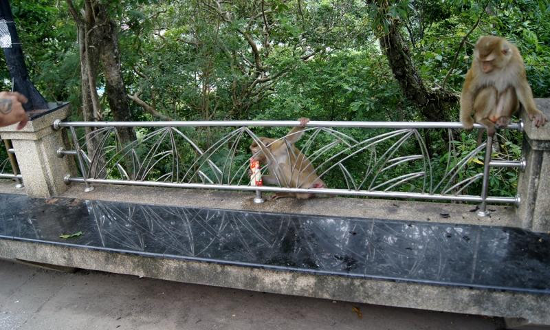 猴山-普吉镇必去景点