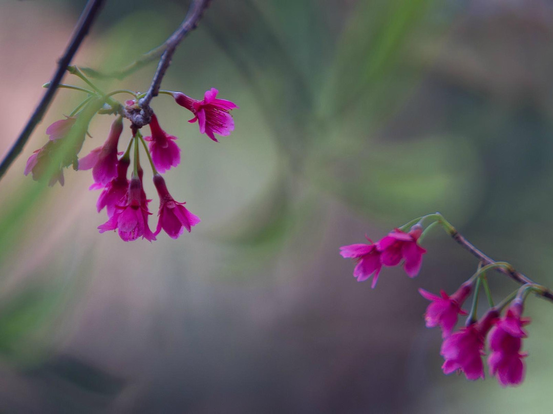 嘉道理农场暨植物园-香港必去景点