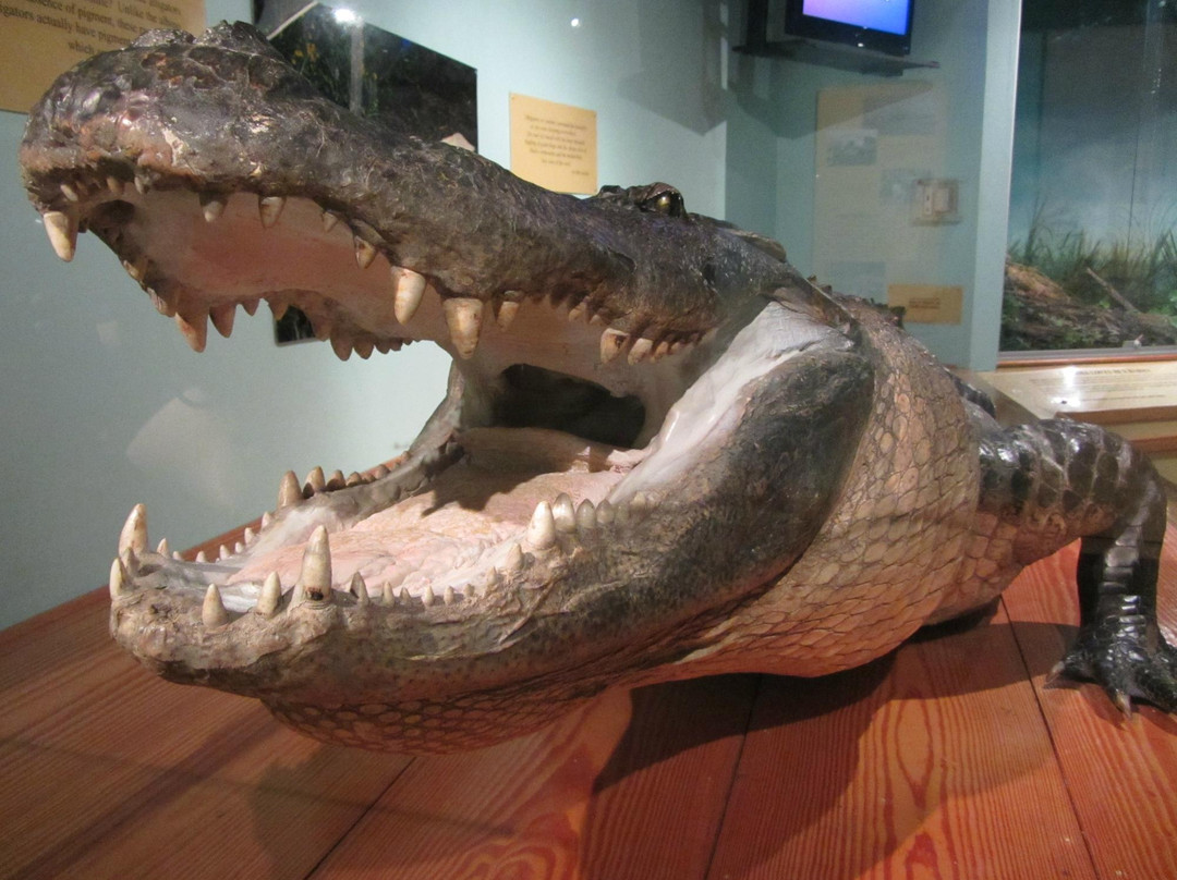 Bayou Terrebonne Waterlife Museum景点图片