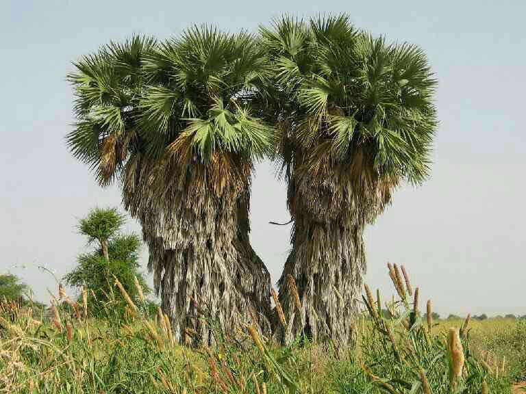 Mogran-喀土穆必去景点