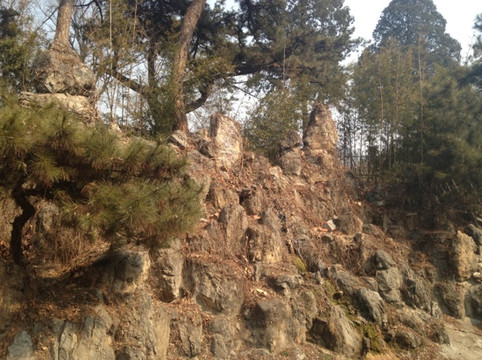 铁山坪森林公园-重庆市必去景点