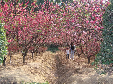 南海南国桃园-佛山市必去景点