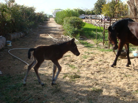 Abu Sultan旅游攻略图片