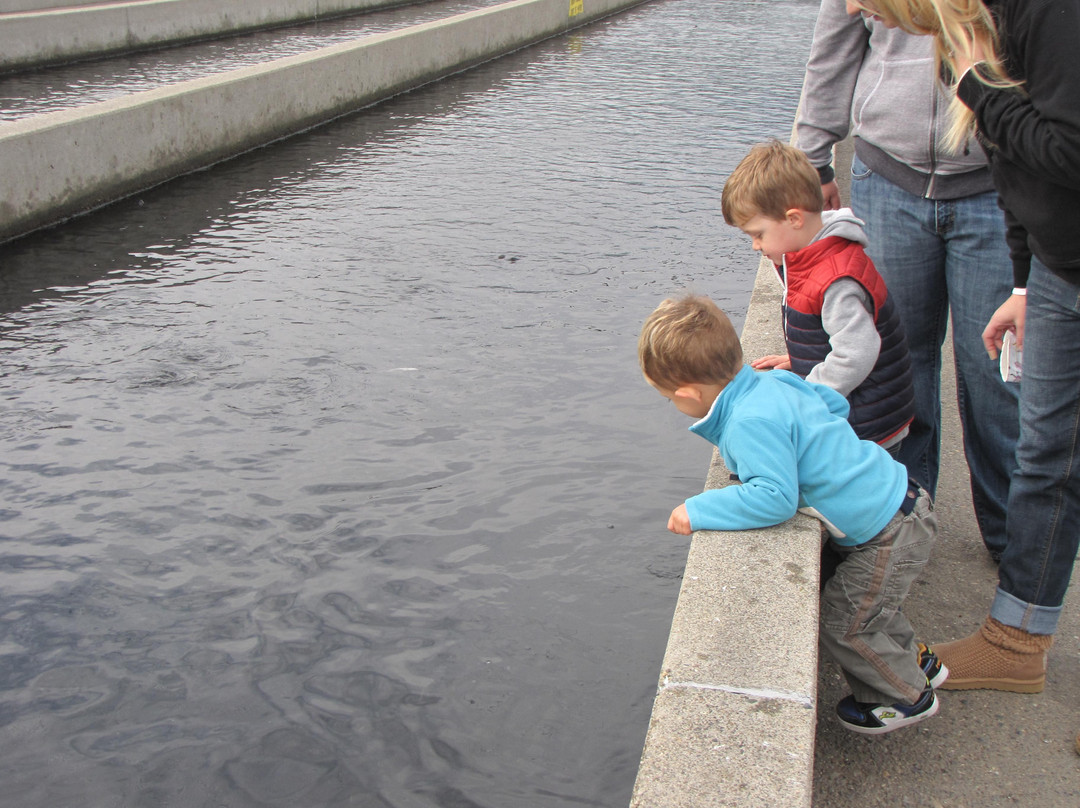 Lake Natoma-佛森必去景点