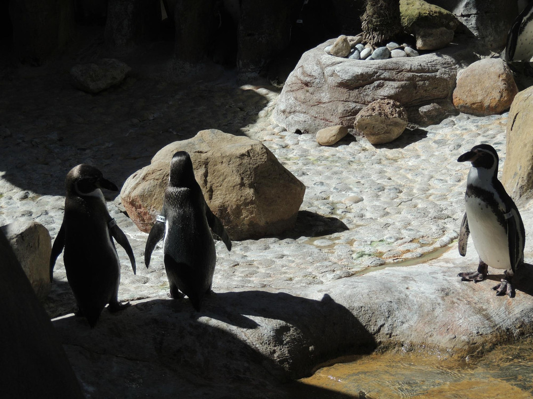 圣塔芭芭拉动物园-圣巴巴拉必去景点