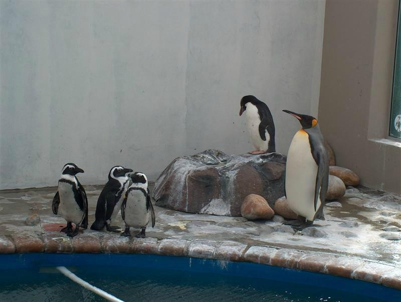 Sanccob Eastern Cape - Penguin Rehabilitation Center-Cape St Francis必去景点