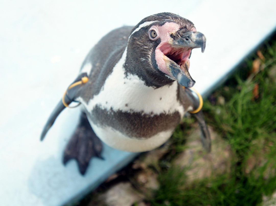 Suzaka City Zoo-须坂市必去景点
