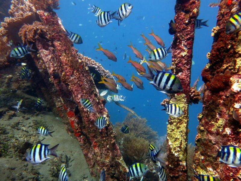 Yes Dive Amed景点图片
