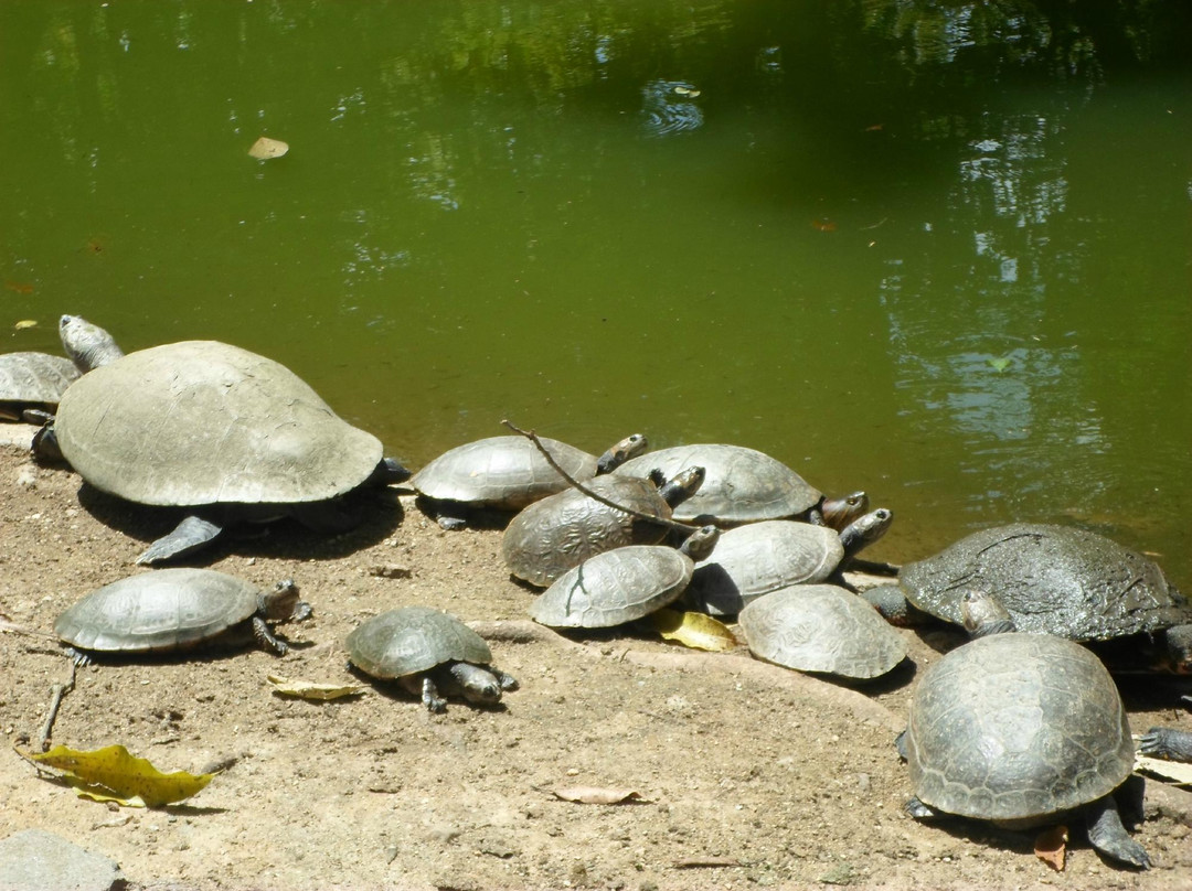 Parque Zoológico Caricuao景点图片
