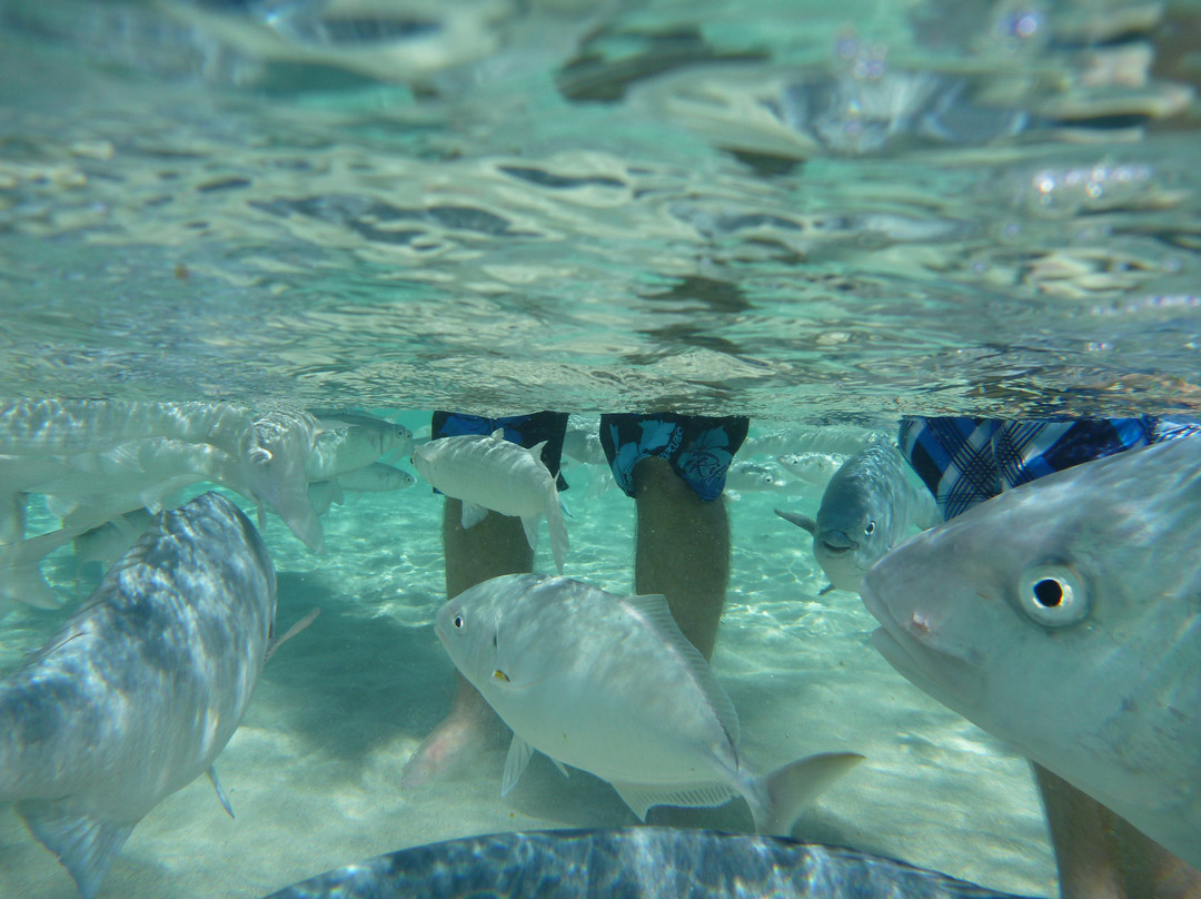 Ned's Beach-豪勋爵群岛必去景点