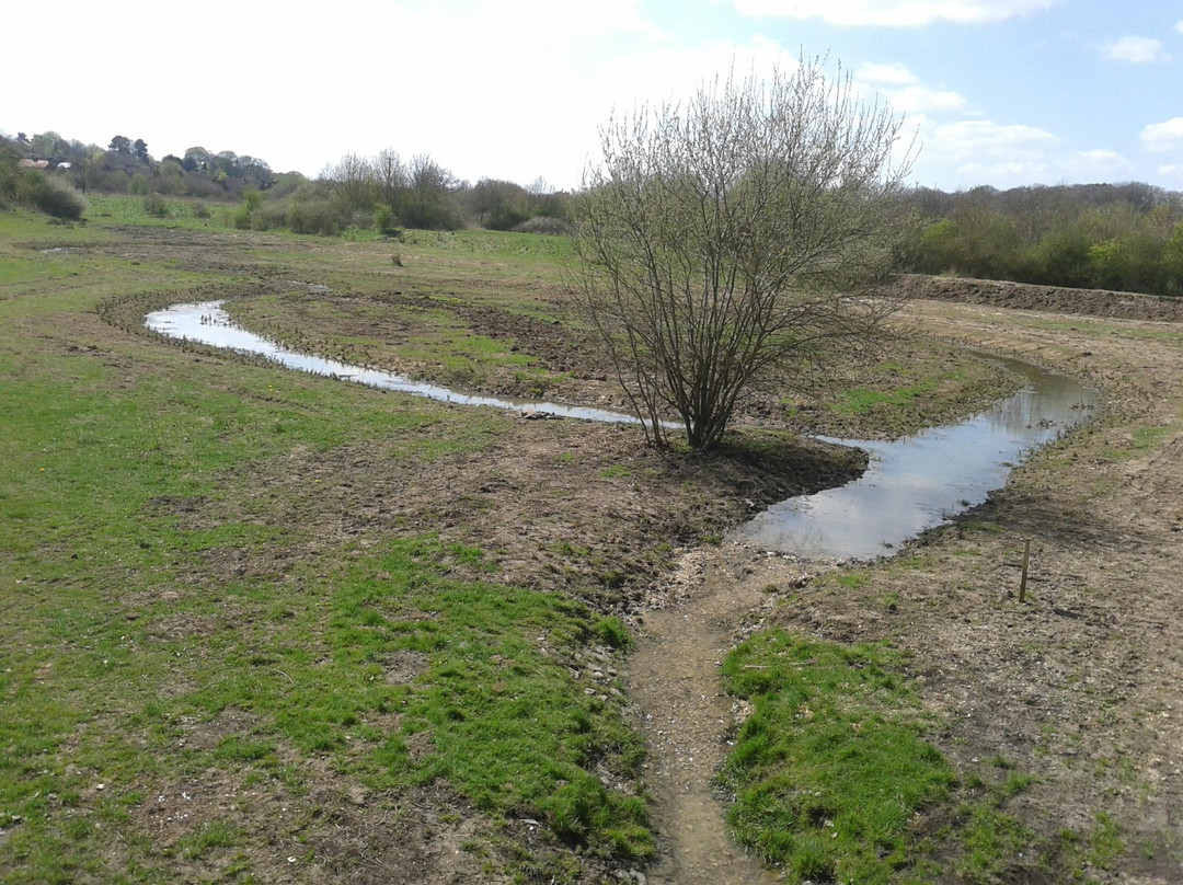 Millfield Nature Reserve景点图片