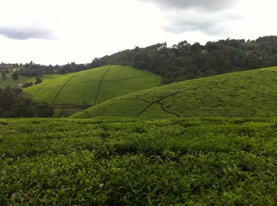 Kiambethu Farm-黎木鲁必去景点