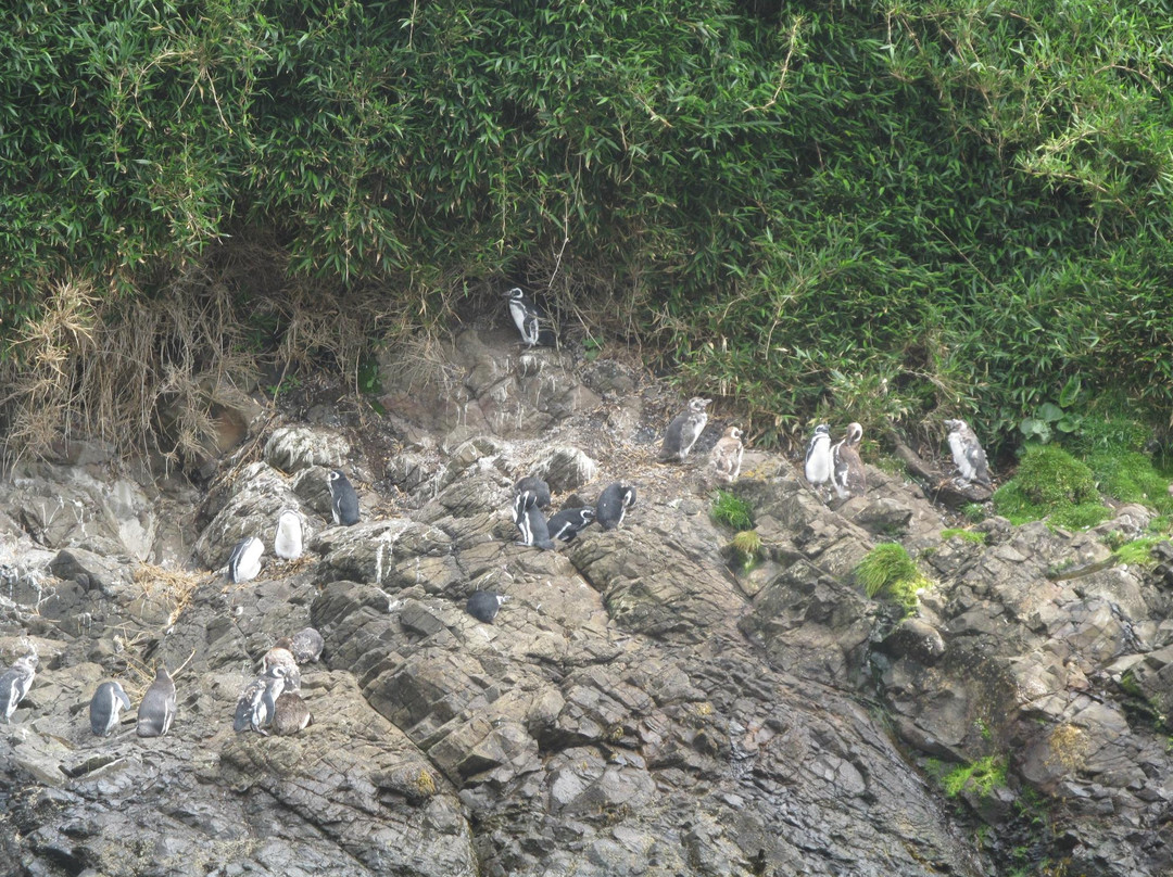 Ecoturismo Punihuil-Ancud必去景点