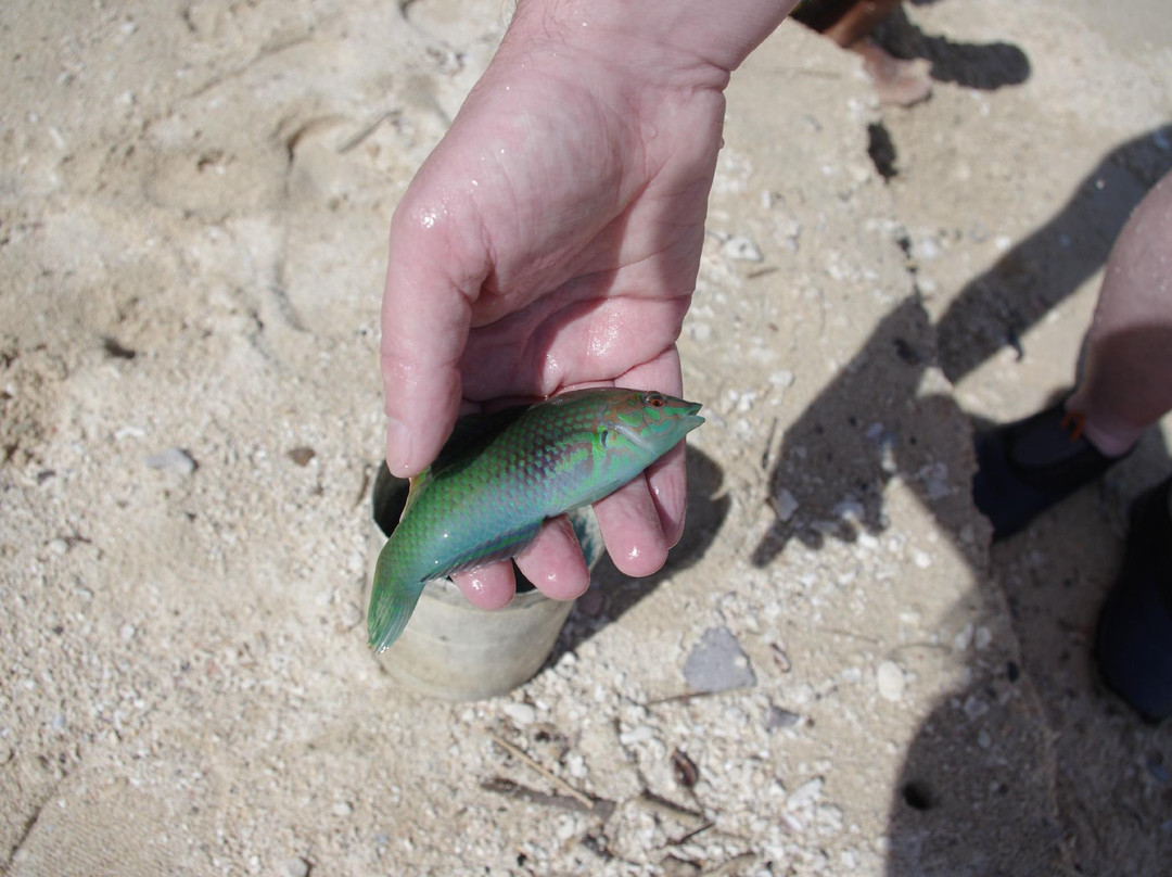 Dalutan Island-Naval必去景点