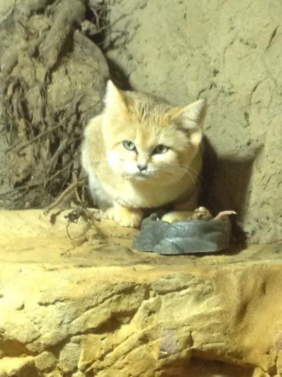 Chattanooga Zoo-查塔努加必去景点