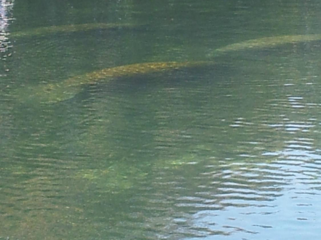 Homosassa River-Homosassa必去景点