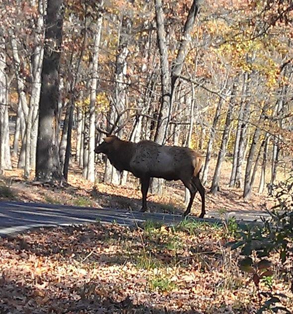 Lone Elk Park-圣路易斯必去景点