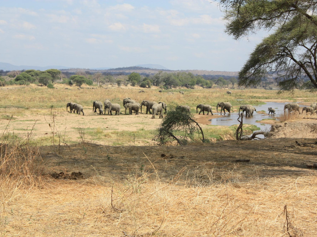 Gazelle Safaris-姆贝亚必去景点