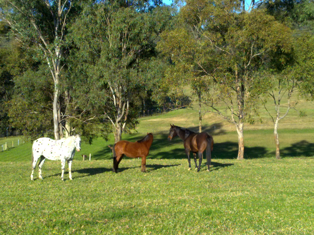 费尔非尔德市农场-悉尼必去景点