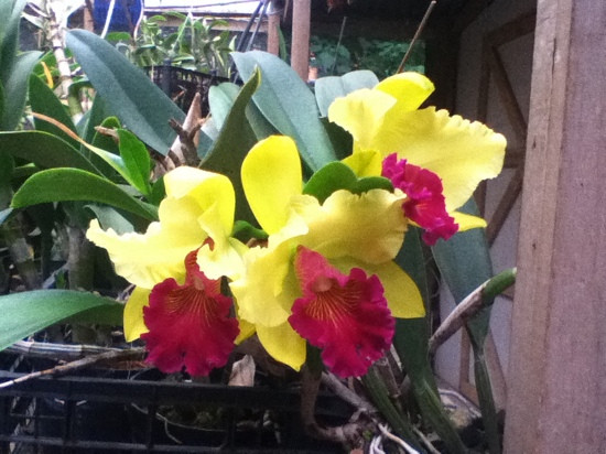 Monteverde Orchid Garden景点图片