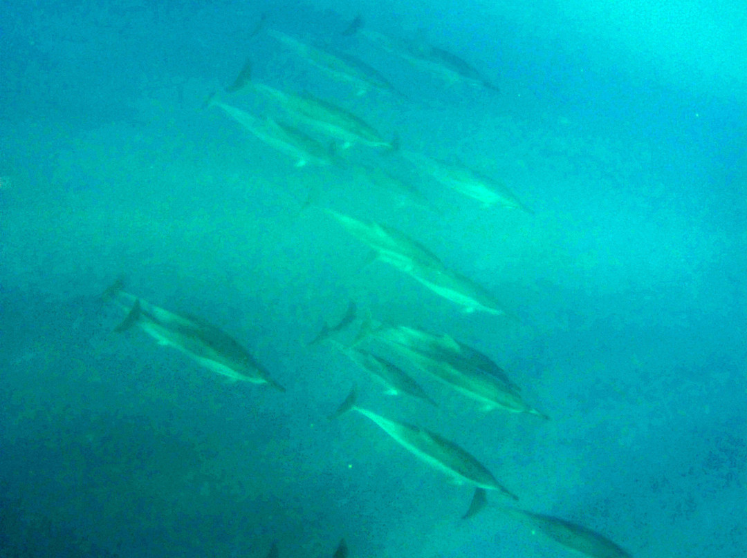 Ko Olina Ocean Adventures-考普雷必去景点