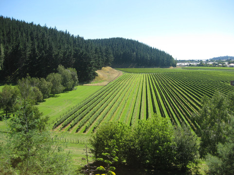 A1tours4U-纳皮尔必去景点