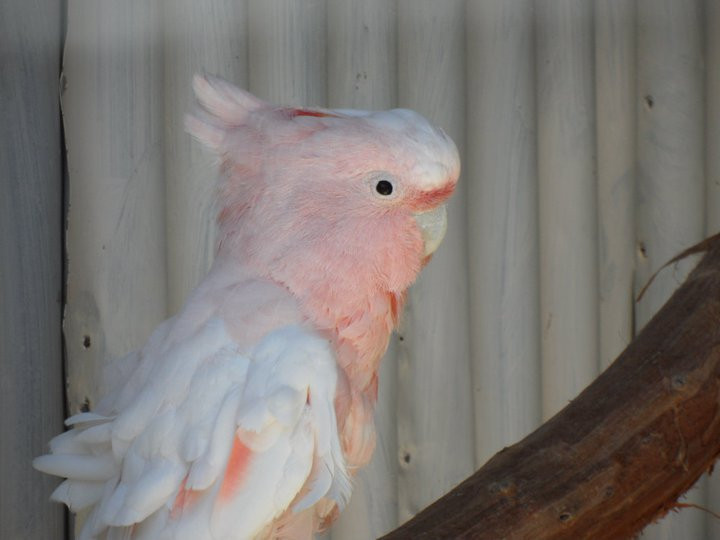 Ballarat Bird World-巴拉瑞特必去景点
