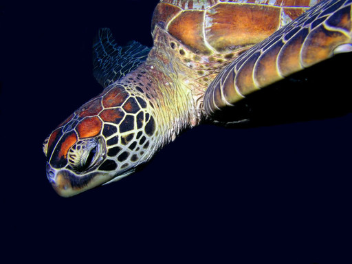 SS Yongala Dive Site-Alva Beach必去景点