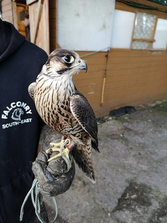 Falconry Southeast景点图片