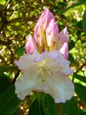 Dandenong Ranges Botanic Garden-奥林达必去景点