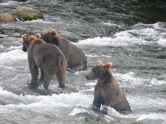 Brooks Falls-卡特迈国家公园及自然保护区必去景点
