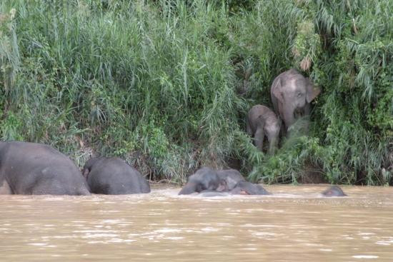 Kinabatangan Jungle Camp-苏高必去景点