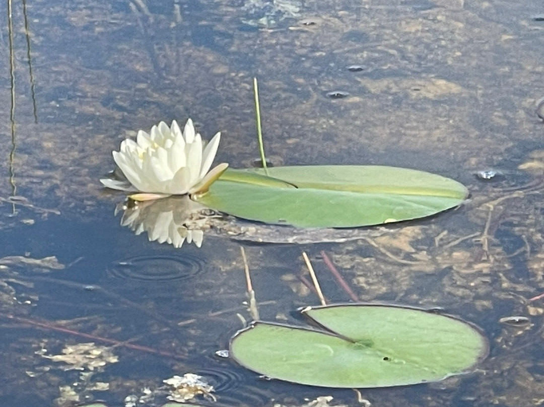 Ride The Wind Private Airboat Charters-韦斯顿必去景点