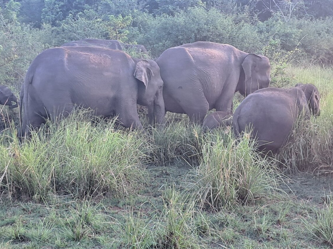 Aliya Tours-康提必去景点