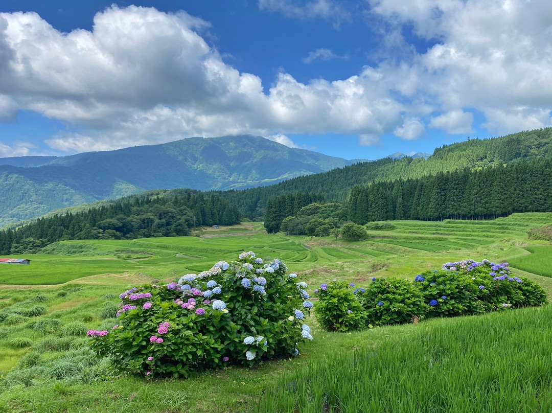 Terrace Rice Field-养父市必去景点