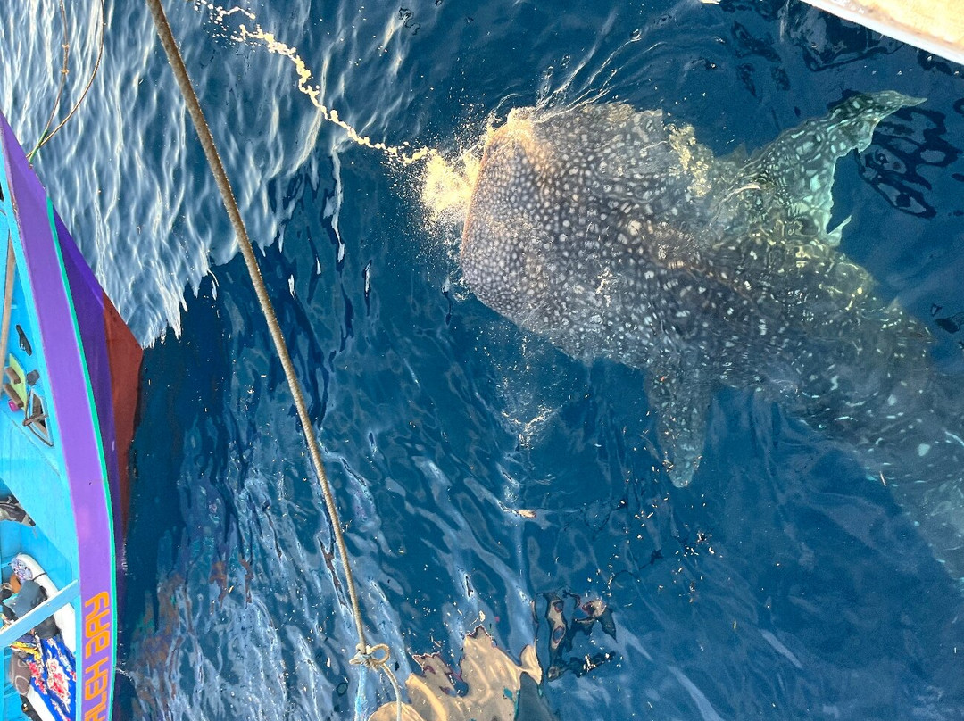 Moyo Island-Sumbawa必去景点